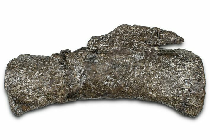 Sauropod (Diplodocus?) Distal Caudal Vertebra - Wyoming #377936
